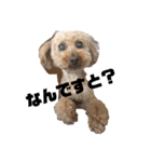 うちの愛犬 ViVi（個別スタンプ：5）