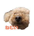 うちの愛犬 ViVi（個別スタンプ：6）