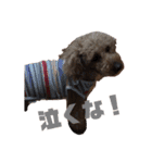 うちの愛犬 ViVi（個別スタンプ：7）