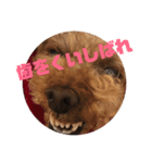 うちの愛犬 ViVi（個別スタンプ：8）