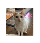 うちのねこのすたんぷ♡（個別スタンプ：1）