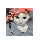 うちのねこのすたんぷ♡（個別スタンプ：2）