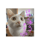 うちのねこのすたんぷ♡（個別スタンプ：4）