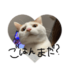 うちのねこのすたんぷ♡（個別スタンプ：5）
