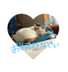 うちのねこのすたんぷ♡（個別スタンプ：6）