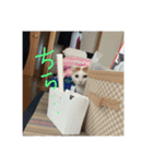 うちのねこのすたんぷ♡（個別スタンプ：7）