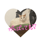 うちのねこのすたんぷ♡（個別スタンプ：8）
