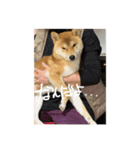 こてつらぶらぶらぶ（個別スタンプ：1）