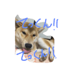 こてつらぶらぶらぶ（個別スタンプ：5）