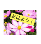 花ばかりスタンプ（個別スタンプ：1）