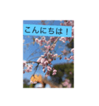 花ばかりスタンプ（個別スタンプ：2）