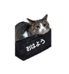 ぽこのスタンプ(仮)（個別スタンプ：2）