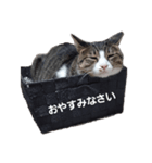 ぽこのスタンプ(仮)（個別スタンプ：3）
