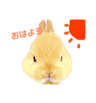 ほのぼの日常(ネザーランドドワーフver.)（個別スタンプ：1）