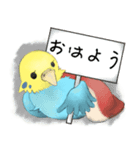インコのきぃちゃん（個別スタンプ：1）