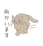 毎日にねこさんを（個別スタンプ：17）