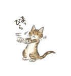 作家・諸橋精光の猫達（個別スタンプ：2）