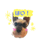 大好きペット！身内編①（個別スタンプ：1）