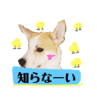 大好きペット！身内編①（個別スタンプ：2）
