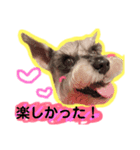 大好きペット！身内編①（個別スタンプ：7）