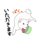 敬語な白柴犬（個別スタンプ：19）