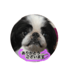 幸せワンコ❣️狆（個別スタンプ：2）