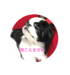幸せワンコ❣️狆（個別スタンプ：4）