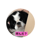幸せワンコ❣️狆（個別スタンプ：6）