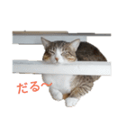 うちの可愛い猫ちゃん（個別スタンプ：1）