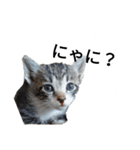 うちの可愛い猫ちゃん（個別スタンプ：3）