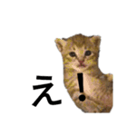 うちの可愛い猫ちゃん（個別スタンプ：4）