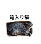 うちの可愛い猫ちゃん（個別スタンプ：5）