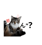 うちの可愛い猫ちゃん（個別スタンプ：6）