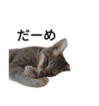 うちの可愛い猫ちゃん（個別スタンプ：7）