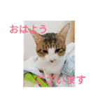 うちの可愛い猫ちゃん（個別スタンプ：8）
