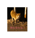素人が作るネコのスタンプ（個別スタンプ：4）