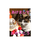 素人が作るネコのスタンプ（個別スタンプ：5）