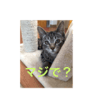 素人が作るネコのスタンプ（個別スタンプ：7）