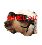 ゆるかわ子犬（個別スタンプ：6）