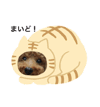 ゆずトイプー（個別スタンプ：1）
