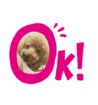 ゆずトイプー（個別スタンプ：4）