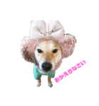 柴犬リロちゃん（個別スタンプ：1）