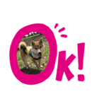 柴犬リロちゃん（個別スタンプ：3）
