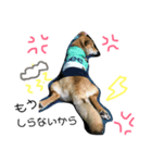 柴犬リロちゃん（個別スタンプ：4）