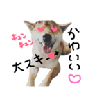 柴犬リロちゃん（個別スタンプ：6）