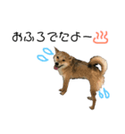 柴犬リロちゃん（個別スタンプ：8）
