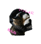 猫の睡眠すたんぷ（個別スタンプ：1）