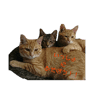 猫の睡眠すたんぷ（個別スタンプ：2）