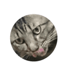 猫の睡眠すたんぷ（個別スタンプ：6）