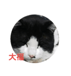 猫の睡眠すたんぷ（個別スタンプ：7）